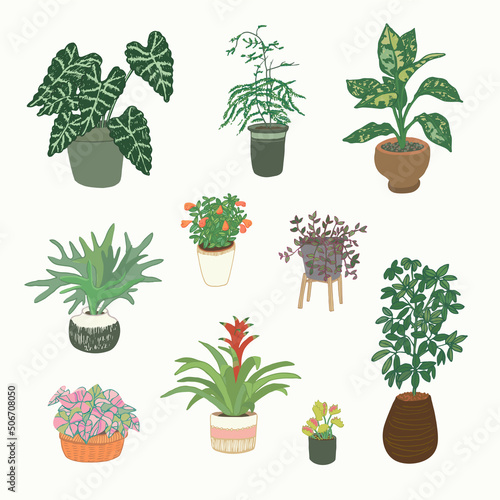 Home interior plants in pots vector illustrations set