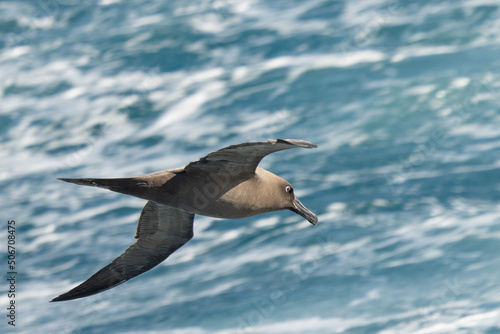 Dunkelalbatros  Phoebetria fusca  ein ru  schwarzer Albatros mit charakteristisch langen  schmalen Fl  geln und einem schmal auslaufenden Schwanz