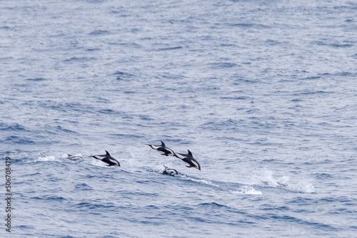 eine Gruppe von Stundenglasdelfinen (Lagenorhynchus cruciger) im südlichen Meer der Antarktis 
 photo