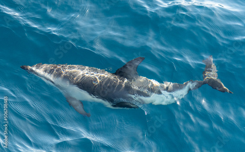 unter der Wasseroberfläche schwimmender Schwarzdelfin (Lagernohynchus obscurus) im offenen Meer   © stylefoto24