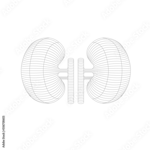 Vector isolated kidneys with pain or disease center. 3D human organ. Medicine concept with line. Kidneys vector illustration. Kidney disease. Kidney care. Concept of nephrology and kidneys. Vector ill
