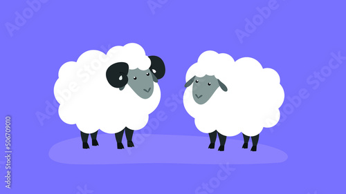 Two white sheep, one with black horns
