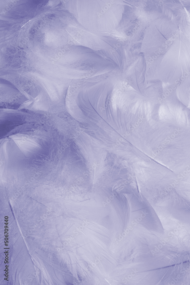 Obraz premium Purple feather as background, top view.