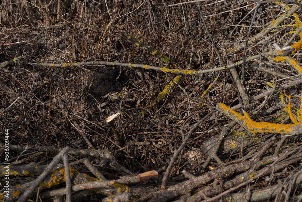 A pile of dry twigs as a background. A pile of dry twigs as a background.