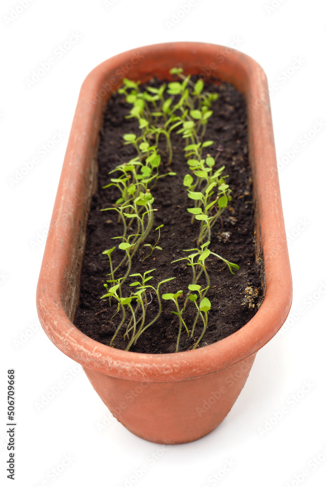 Physalis sprouting from the ground in a pot. Physalis sprouting from the ground in a pot.
