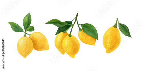 Lemon fruit watercolor clipart. Illustrations of lemon branch with green leaves