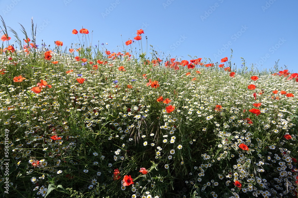 Mohn und Kamille an einem Feldrand Mohn und Kamille an einem Feldrand