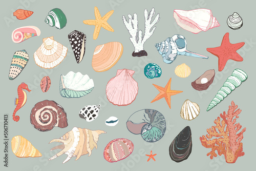 seashells vector sea illustrations set