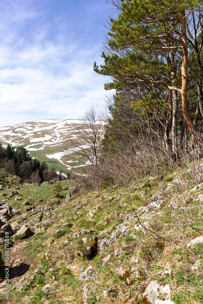 spring, awakenings in nature on subalpine meadows, remnants of snow cover.* spring, awakenings in nature on subalpine meadows, remnants of snow cover.*