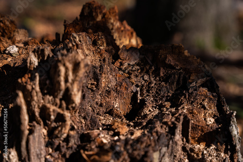 close up of bark wood