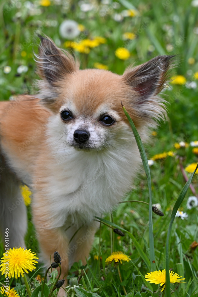Chihuahua dog portrait Chihuahua dog portrait