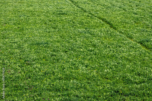 Green grass in the field. Green lawn. Spring image of young green grass on a sunny day. Green background.
