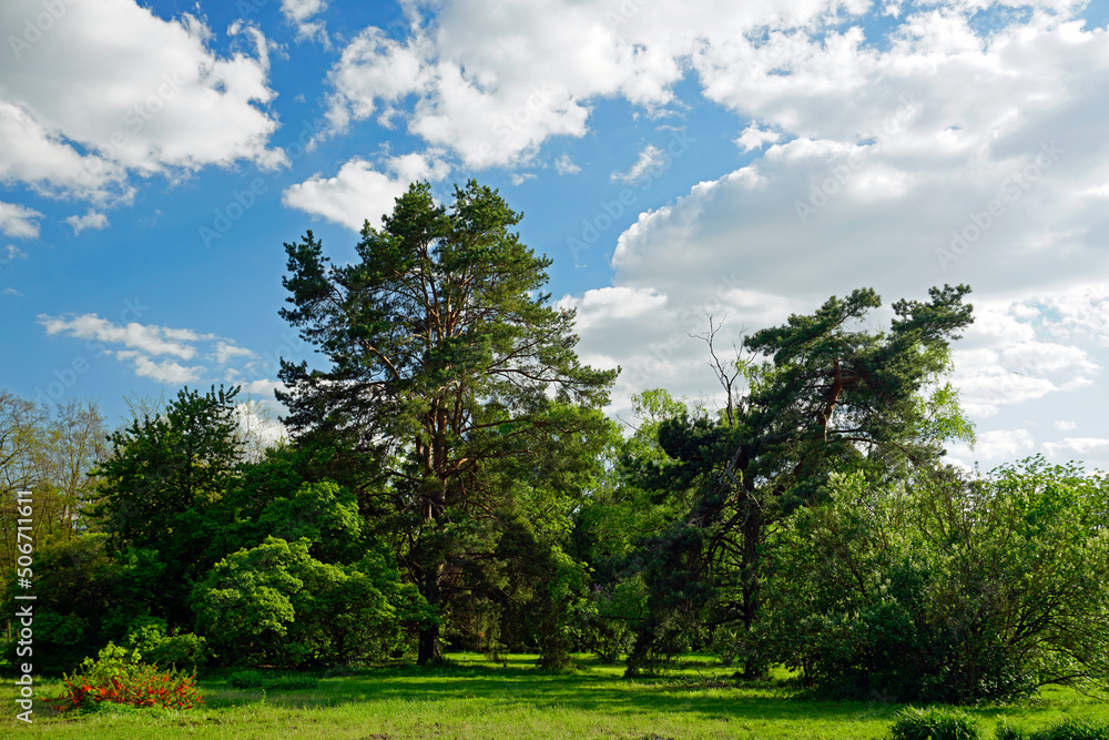 Old trees in the park. Blue skies and white clouds and a blindingly bright sun.