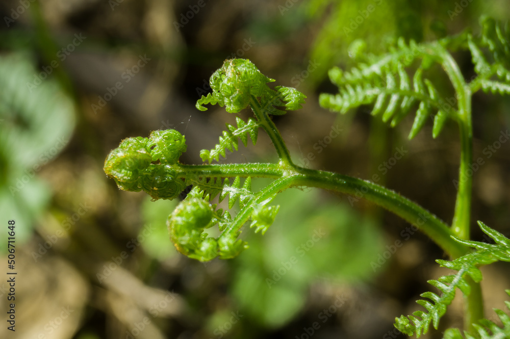 A young fern shoot. Blooming fern leaves in the forest. Growth of young forest plants. Selective focus A young fern shoot. Blooming fern leaves in the forest. Growth of young forest plants. Selective focus