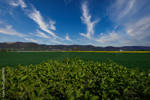 Springtime landscape with a rapeseed field and the mountains on the horizon (Neubotzheim, Germany)