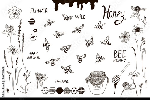 bees and flowers vector line illustrations set