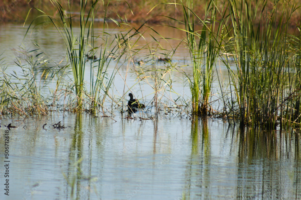 Closeup of common reed reflections on lake with selective focus on foreground Closeup of common reed reflections on lake with selective focus on foreground