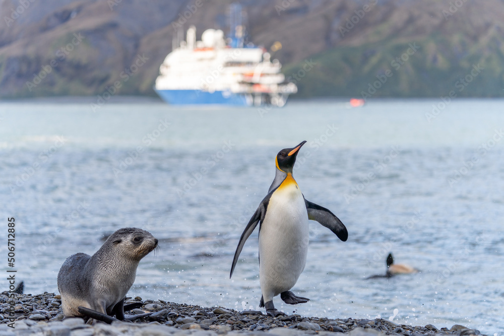Obraz premium Symbolfoto Antarktisreise - Südgeorgien, Königspinguin und Baby des Antarktischen Seebären im Vordergrund, im Hintergrund das Kreuzfahrtschiff, Expeditionsschiff,