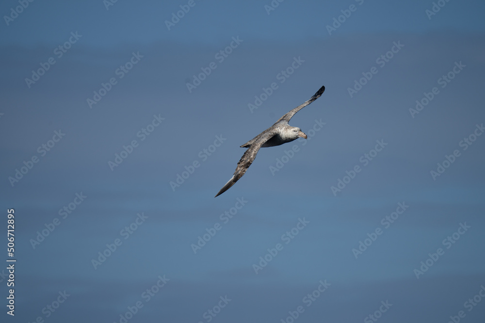 Nördlicher Riesensturmvogel (Macronectes halli) im Flug über der Drake Passage Nördlicher Riesensturmvogel (Macronectes halli) im Flug über der Drake Passage