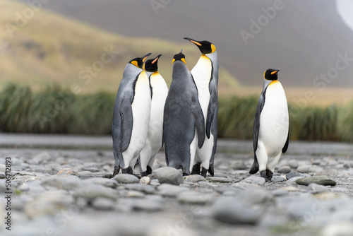 Gruppe von 5 K  nigspinguinen  APTENODYTES PATAGONICUS  auf S  d Georgien