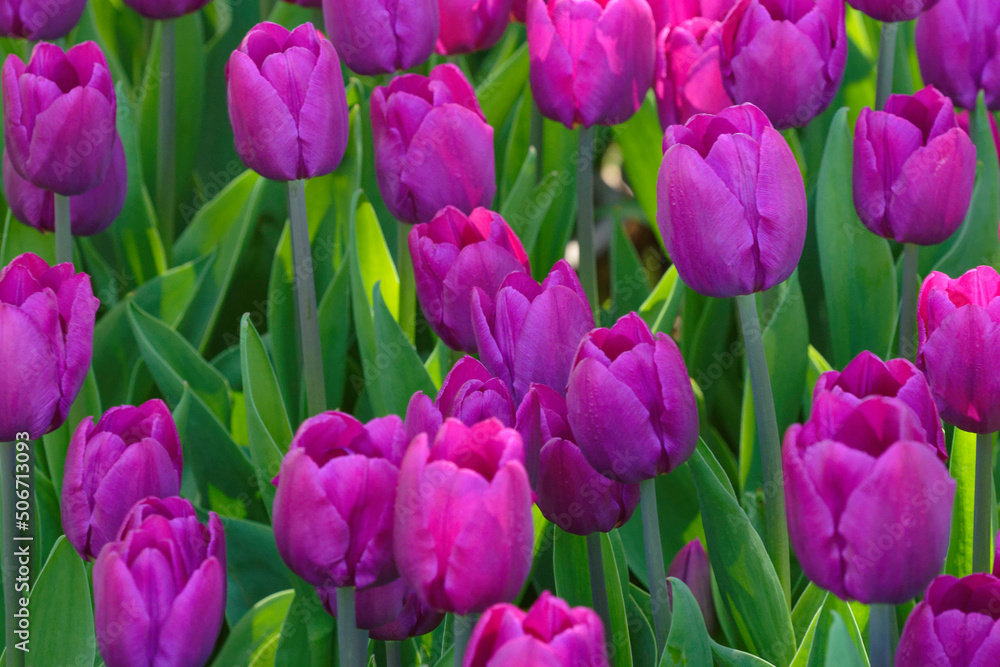 purple tulips in the garden purple tulips in the garden