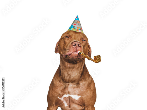 Lovable  pretty brown puppy and party hat. Close-up  indoors  studio photo. Day light. Concept of care  education  obedience training and raising pets