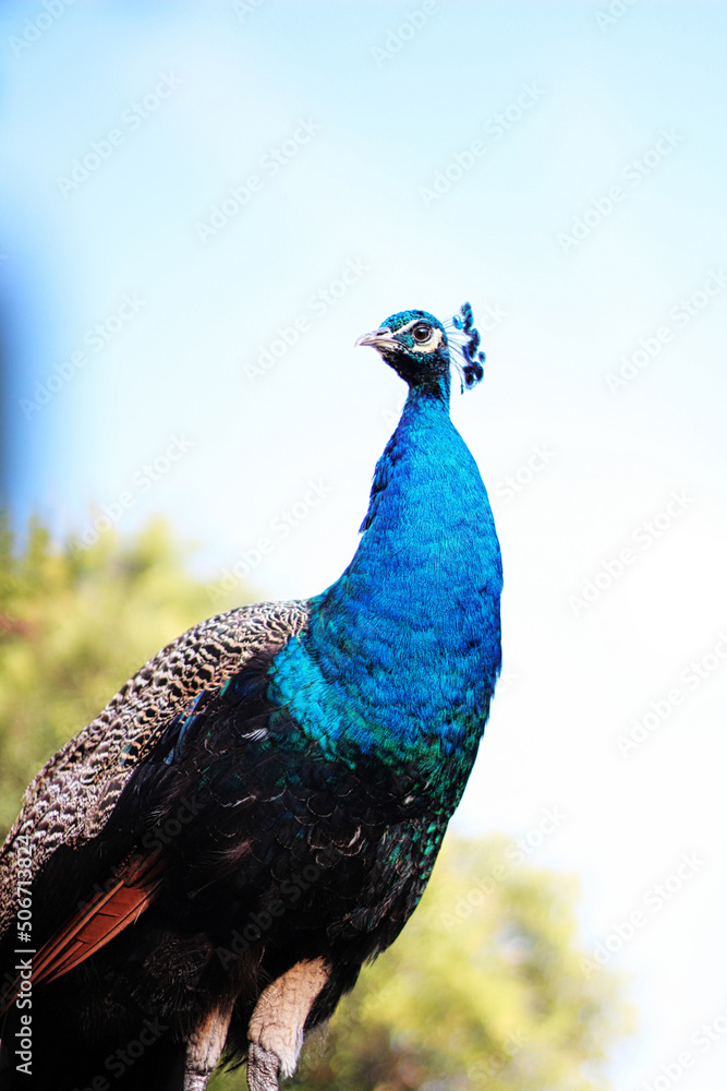 Obraz premium Pavo real orgulloso