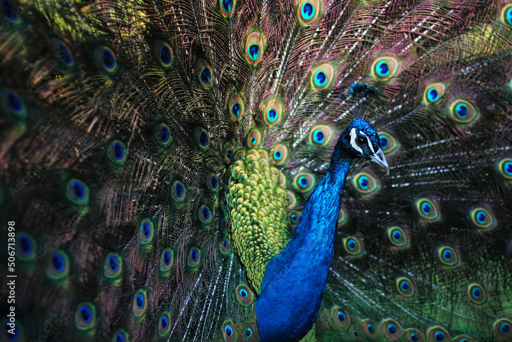 Obraz premium Pavo real de cerca