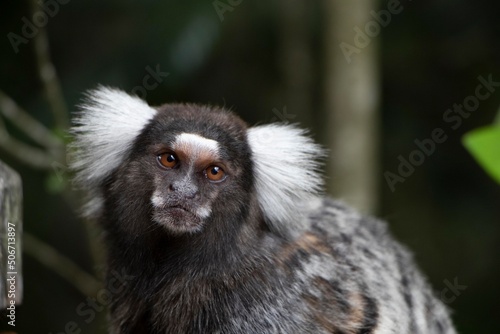 Caruaru, Pernambuco, Brazil. 01,25,2022. A small monkey known as a marmoset is seen in the countryside of the town of Caruaru in the Agreste region of Pernambuco state, northeastern Brazil.