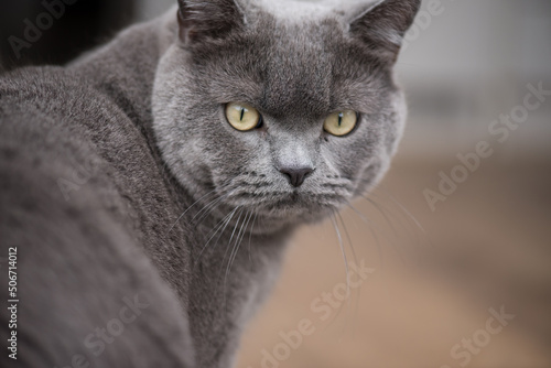 Traditional British domestic cat - the British Shorthair.