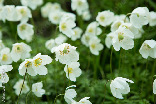 White anemone flowers in garden. Japan Autumn Anemone 'Honorine Jobert' white flowering plant, closeup macro. Windflower, Japanese anemone, or white thimble flower with yellow middle, close up photo