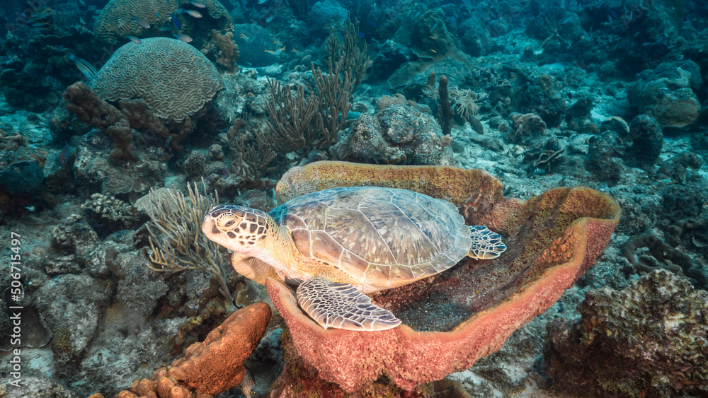Fototapeta premium Seascape with Green Sea Turtle resting in Bell Sponge in the Caribbean Sea around Curacao