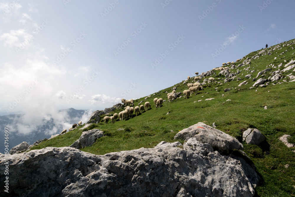 Sheep on a summit in the Julian Alps in Slovenia