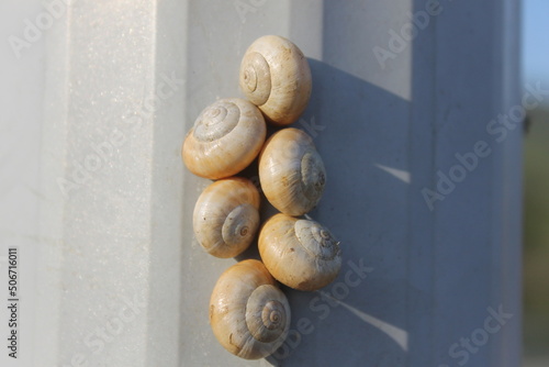 Group of snails, small, Helix aspersa, hooked on a mast. photo