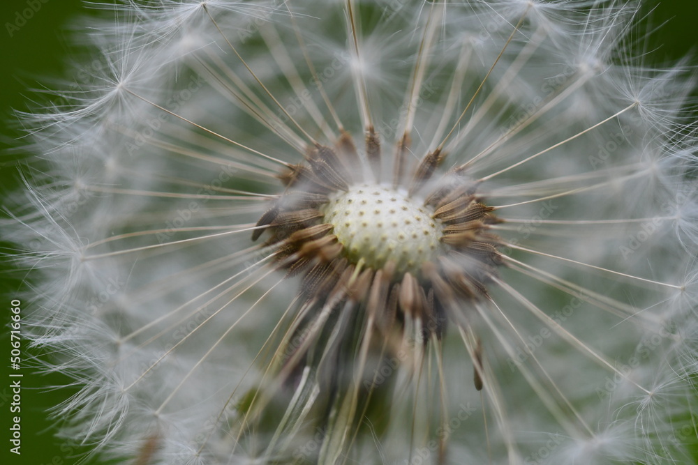 Fototapeta premium dandelion 