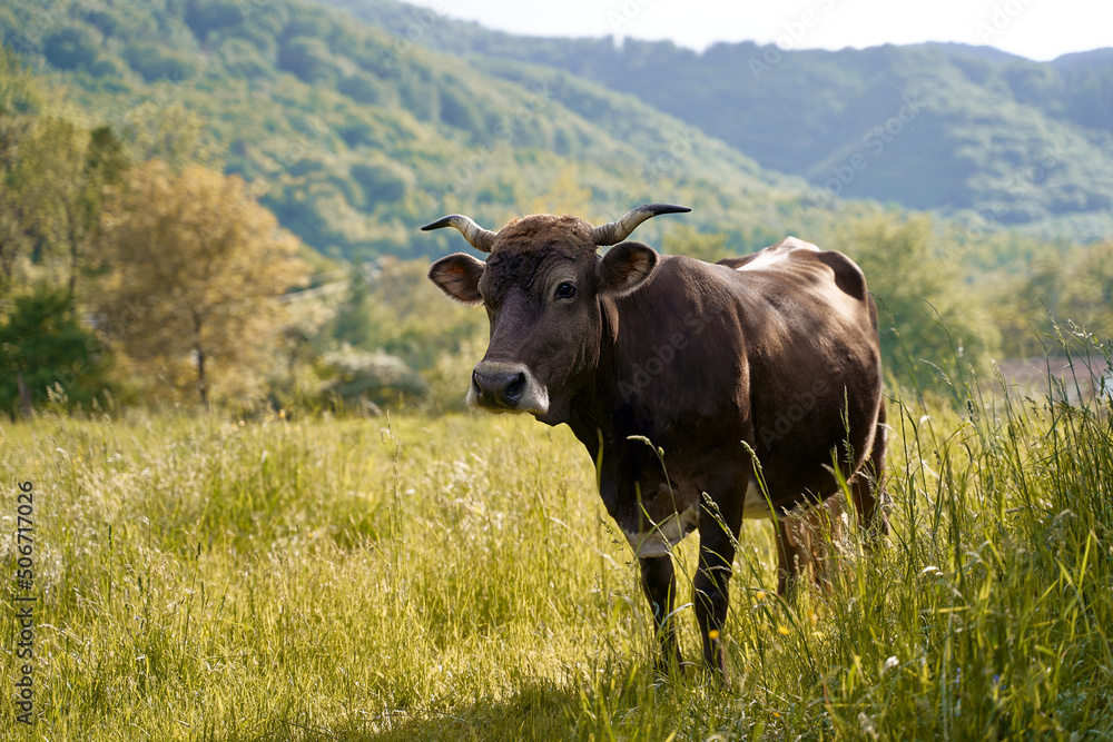 Cute brown cow on a pasture at organic farm in the mountains
