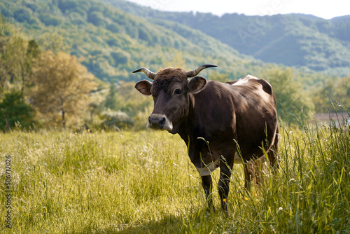 Obraz na płótnie Cute brown cow on a pasture at organic farm in the mountains w salonie