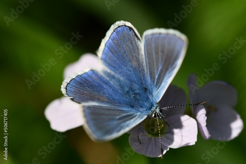 butterfly on flower © Audrius