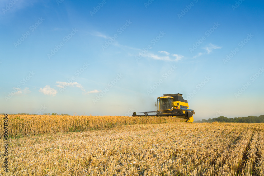 Combine harvester harvests ripe wheat. Ripe ears of gold field on the sunset cloudy orange sky background. . Concept of a rich harvest. Agriculture image