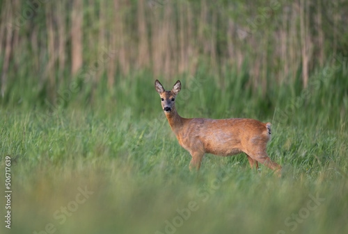 Roe deer female   Capreolus capreolus  