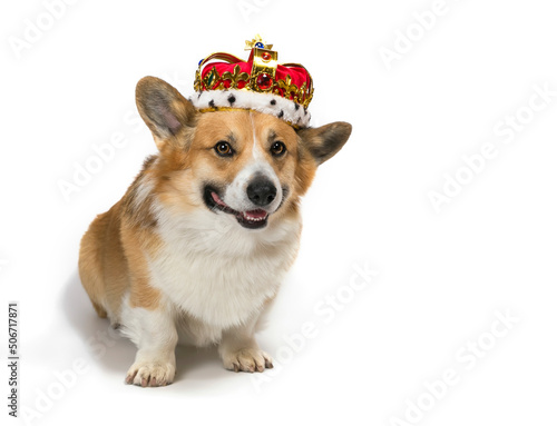 isolated portrait of a cute corgi dog puppy in a red royal gold tiara decorat...