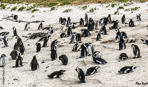 Fotografia, Obraz penguin colony on the beach