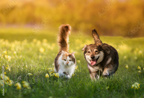 couple of friends a cat and a dog run merrily through a summer flowering meadow