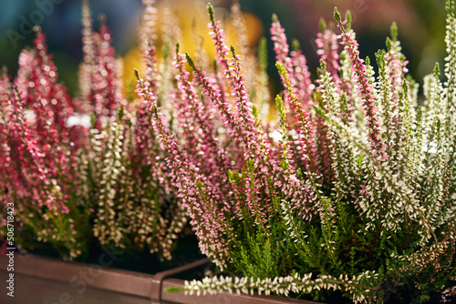 Fresh blooming heather plant growing on a balcony in autumn