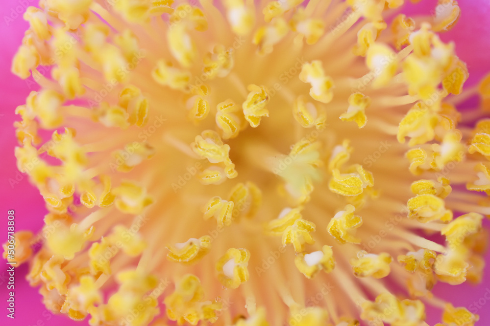 Close up of center of camellia flower
