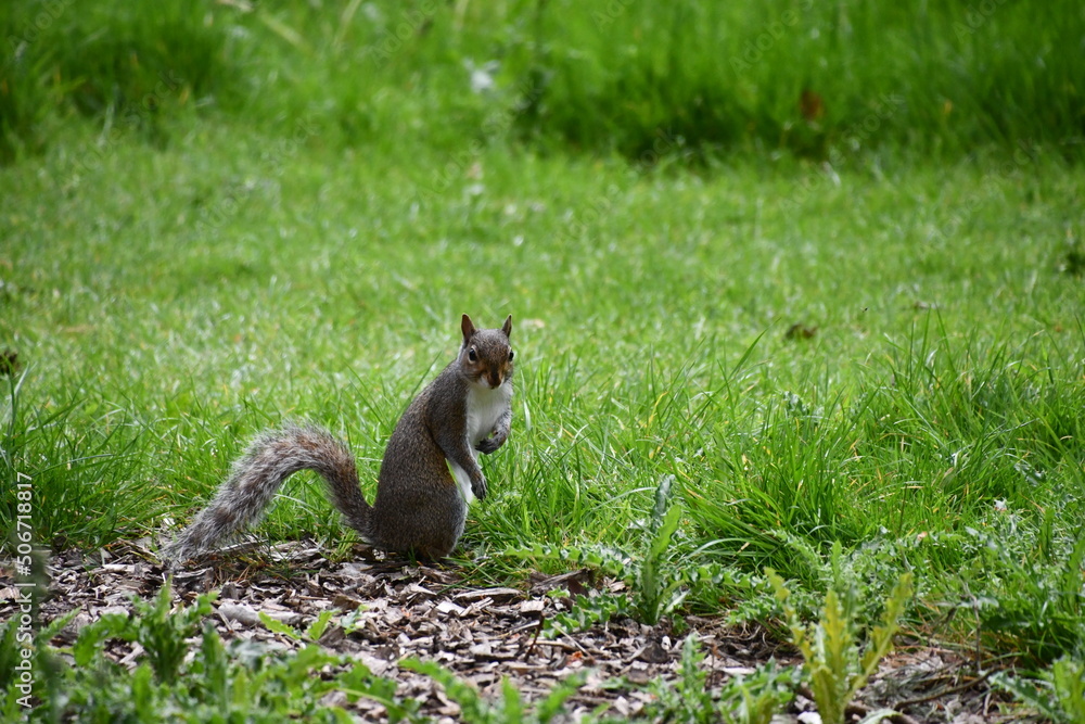 squirrel in the park squirrel in the park