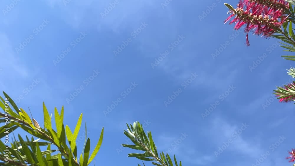 Scarlet Bottlebrush these are beautiful flowers in Portugal that grow everywhere in tropical forests against the background of the blue sky, the camera slowly swims by and shoots them. 4k Scarlet Bottlebrush these are beautiful flowers in Portugal that grow everywhere in tropical forests against the background of the blue sky, the camera slowly swims by and shoots them. 4k