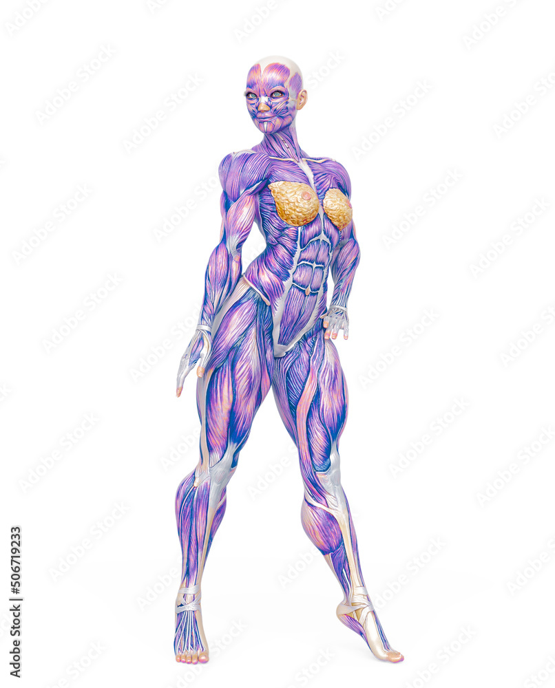 female bodybuilder is standing up in white background female bodybuilder is standing up in white background