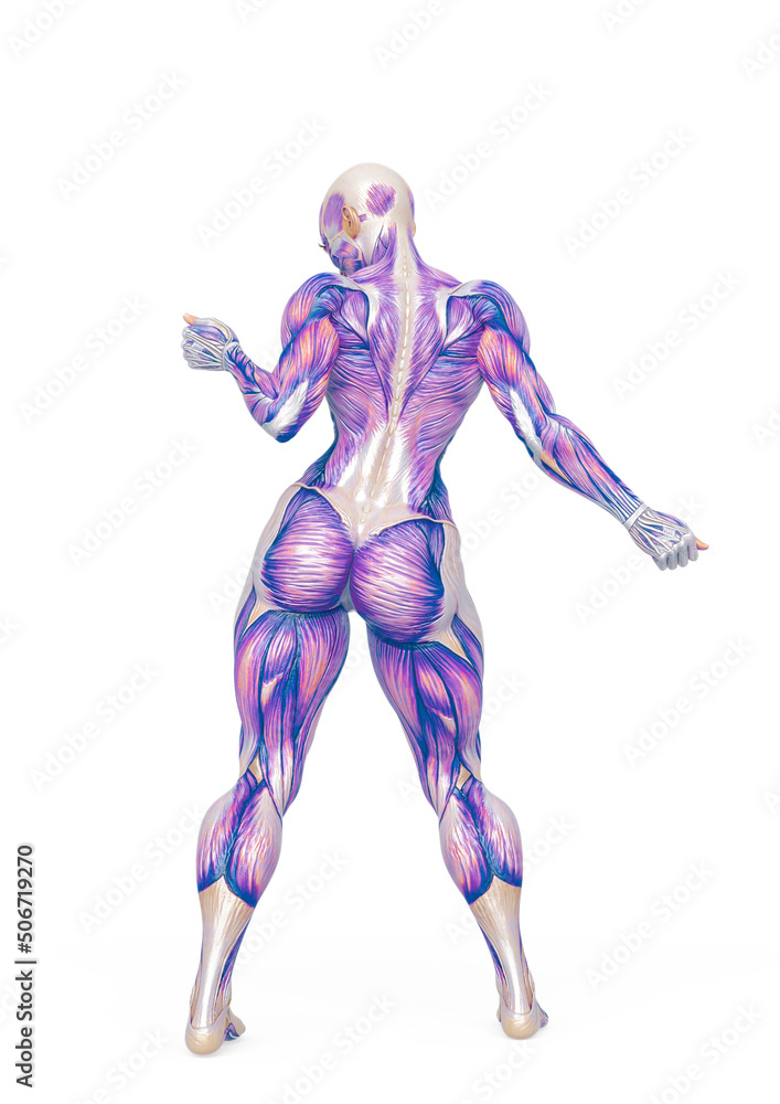 female bodybuilder is dancing in white background rear view female bodybuilder is dancing in white background rear view