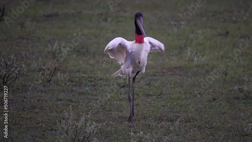 Jabiru bird Jabiru mycteria in Nature
